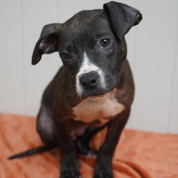 Pit Bull Terrier Dogs Available for Adoption - Lottie | PetCurious