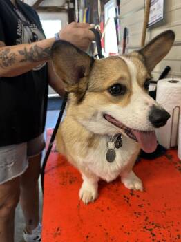 Peanut -  Corgi Dog for Adoption in Warrenton, Missouri - Peanut | PetCurious