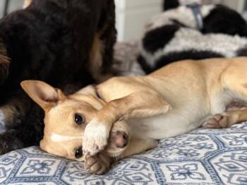Chihuahua Dogs Available for Adoption - Salchi | PetCurious