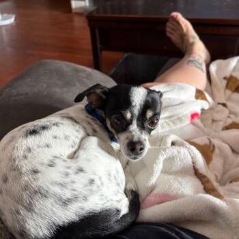 Northern Light -  Chihuahua and Jack Russell Terrier Dog for Adoption in Fredericksburg, Virginia - Northern Light | PetCurious