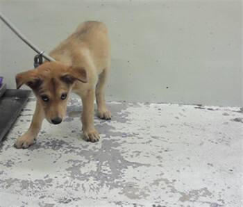 A2079720 -  Labrador Retriever Dog for Adoption in Houston, Texas - A2079720 | PetCurious