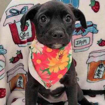 Radiance -  Retriever Dog for Adoption in Enterprise, Alabama - Radiance | PetCurious