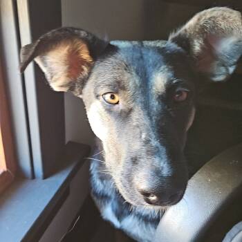 Rescue German Shepherd Dog Dogs for Adoption in Buffalo, Minnesota - Peyton | PetCurious