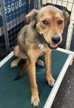 Autumn -  Golden Retriever and Shepherd Dog for Adoption in Larkfield-wikiup, California - Autumn | PetCurious