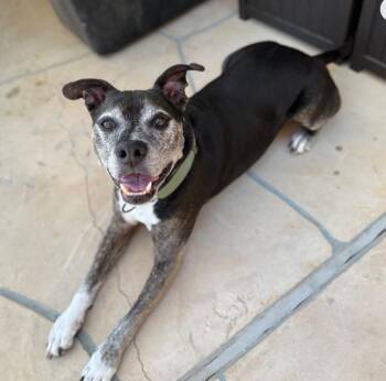 Rescue Pit Bull Terrier Dogs for Adoption in Albuquerque, New Mexico - Jay | PetCurious