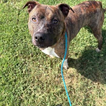 Riley -  Pit Bull Terrier Dog for Adoption in Springfield, Missouri - Riley | PetCurious