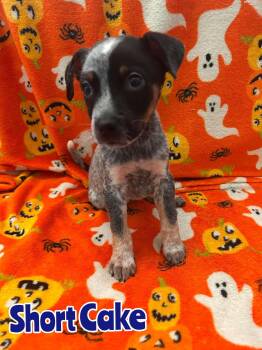 Short Cake -  Australian Cattle Dog Blue Heeler Dog for Adoption in New Baltimore, Michigan - Short Cake | PetCurious