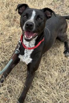 Pit Bull Terrier and Mixed Breed Dogs Available for Adoption in San Antonio, Texas - Zander | PetCurious