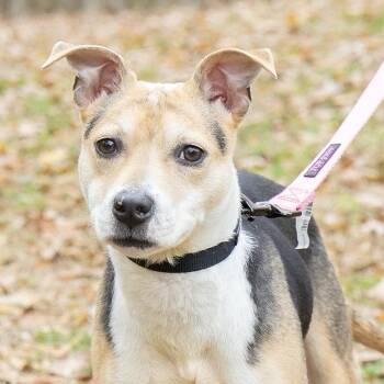 Terrier Dogs Available for Adoption - Elora | PetCurious
