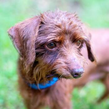 Rescue Chihuahua Dogs for Adoption in Baton Rouge, Louisiana - Chopstick | PetCurious