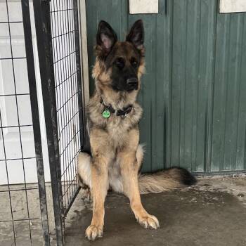 German Shepherd Dog Dogs Available for Adoption - Abigail (26-100) | PetCurious