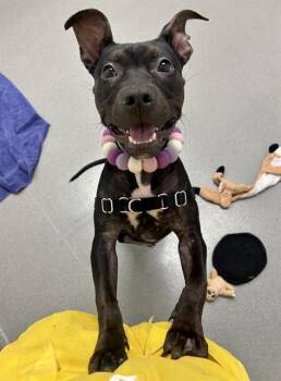 Rescue Pit Bull Terrier Dogs for Adoption in San Francisco, California - MINNIE | PetCurious