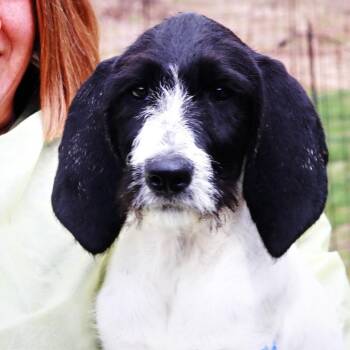 Coonhound and Golden Retriever Dogs Available for Adoption in Eastford, Connecticut - CT Dizzy | PetCurious