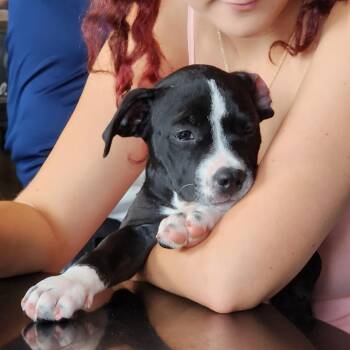 Sybil Ludington -  Mixed Breed and Boxer Dog for Adoption in Buford, Georgia - Sybil Ludington | PetCurious