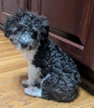 Raylen -  Maltipoo Dog for Adoption in Anniston, Alabama - Raylen | PetCurious
