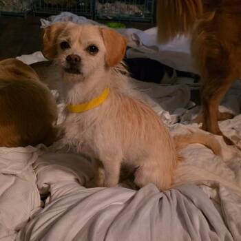 Sasha -  Sealyham Terrier Dog for Adoption in Goltry, Oklahoma - Sasha | PetCurious