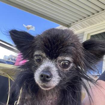 Peppa -  Chihuahua Dog for Adoption in Farmersville, Ohio - Peppa | PetCurious
