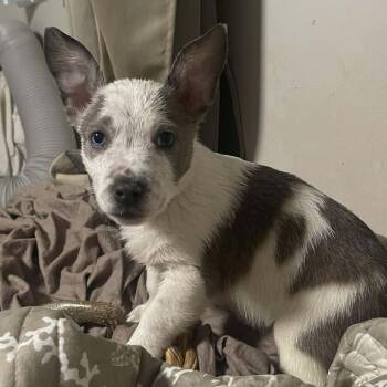 Rescue American Bully and Australian Cattle Dog Blue Heeler Dogs for Adoption in Glocester, Rhode Island - Kenny | PetCurious