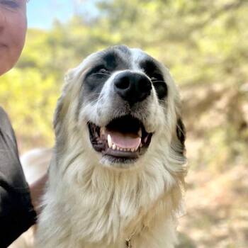 ALLIE -  Great Pyrenees and Mixed Breed Dog Available for Adoption in Richmond, California - ALLIE | PetCurious