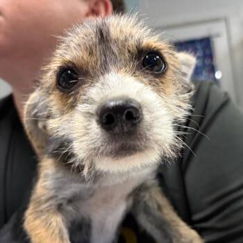 Coco -  Chihuahua Dog for Adoption in Summerville, South Carolina - Coco | PetCurious