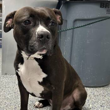 Stacy -  Mixed Breed Dog for Adoption in Greenville, South Carolina - Stacy | PetCurious