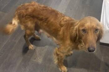 Sadie -  Golden Retriever Dog for Adoption in Dallas, Texas - Sadie | PetCurious