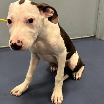 Eminem -  Pit Bull Terrier Dog for Adoption in Greensboro, North Carolina - Eminem | PetCurious
