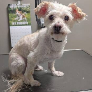 CASPER -  Maltese and Mixed Breed Dog for Adoption in Las Vegas, Nevada - CASPER | PetCurious