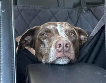 Coconut Crab -  Catahoula Leopard Dog Dog for Adoption in Lowell, Massachusetts - Coconut Crab | PetCurious
