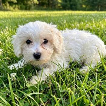 Maltipoo Dogs Available for Adoption in Wheelersburg, Ohio - Midas | PetCurious