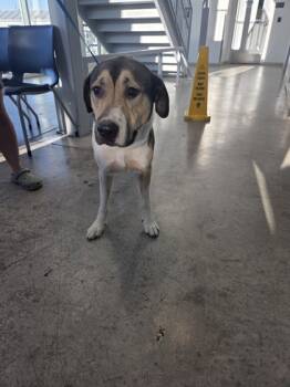 Rescue Anatolian Shepherd and Hound Dogs for Adoption in Fort Worth, Texas - 59692650 | PetCurious