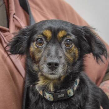 Chilli -  Dachshund and Papillon Dog for Adoption in Huntley, Illinois - Chilli | PetCurious