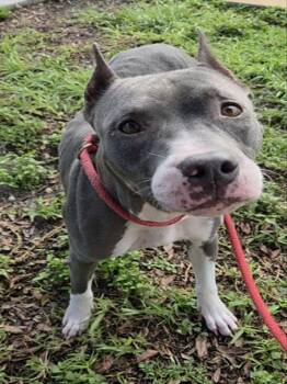 CONSTANCE -  American Staffordshire Terrier Dog for Adoption in Fort Lauderdale, Florida - CONSTANCE | PetCurious