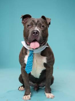 Nassor -  Pit Bull Terrier and Mixed Breed Dog for Adoption in Atlanta, Georgia - Nassor | PetCurious