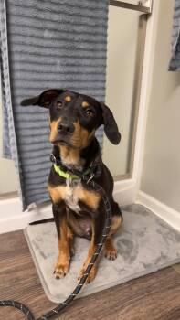 Beagle Dogs Available for Adoption - Jolly | PetCurious