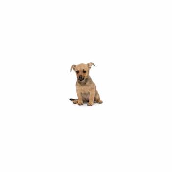 Corn Dog -  Mixed Breed Dog for Adoption in Los Angeles, California - Corn Dog | PetCurious