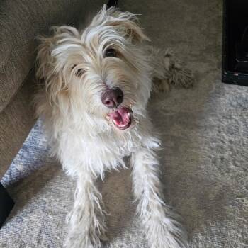 Poodle Dogs Available for Adoption in Coachella, California - Pookie | PetCurious