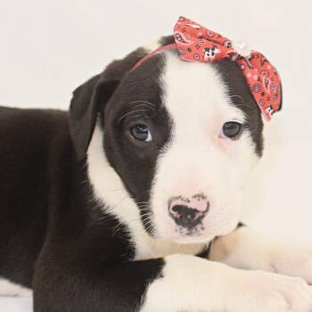 Madonna -  Boxer and Labrador Retriever Dog for Adoption in Monon, Indiana - Madonna | PetCurious