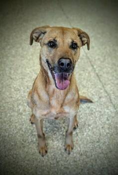 Redbone Coonhound and Rhodesian Ridgeback Dogs Available for Adoption in Clyde, North Carolina - BELLAME | PetCurious