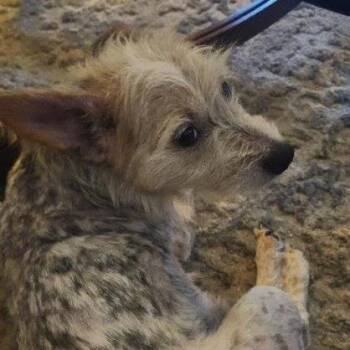 Yorkshire Terrier and Cattle Dog Dogs Available for Adoption in Lenoir, North Carolina - Nai(Chinese Drinks Litter) | PetCurious