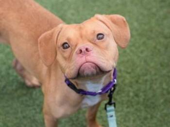 Sunshine -  Mixed Breed Dog for Adoption in New York, New York - Sunshine | PetCurious