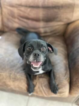 Rescue Puggle Dogs for Adoption in Joppa, Alabama - Lucy | PetCurious