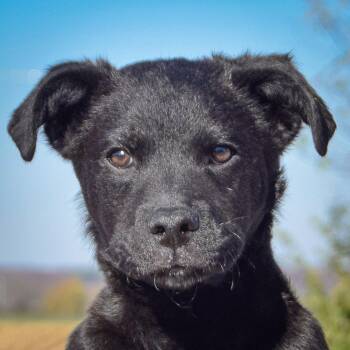 Rescue German Shepherd Dog and Black Labrador Retriever Dogs for Adoption in Huntley, Illinois - Floyd | PetCurious
