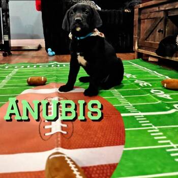 Great Dane and Black Labrador Retriever Dogs Available for Adoption - Anubis | PetCurious