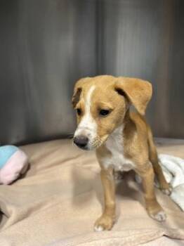 Omi -  Terrier and Mixed Breed Dog for Adoption in Honolulu, Hawaii - Omi | PetCurious