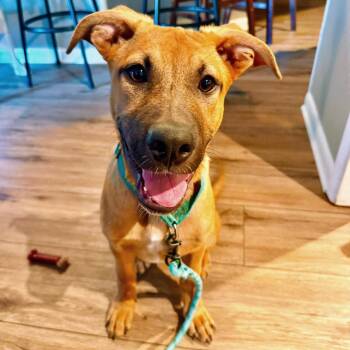 Huckleberry -  German Shepherd Dog and Pit Bull Terrier Dog for Adoption in North Richland Hills, Texas - Huckleberry | PetCurious