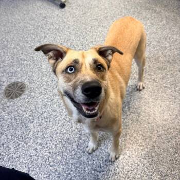 Lily -  Husky and Mixed Breed Dog for Adoption in Great Falls, Montana - Lily | PetCurious