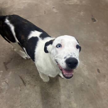 Shaggy -  Mixed Breed Dog for Adoption in Corbin, Kentucky - Shaggy | PetCurious