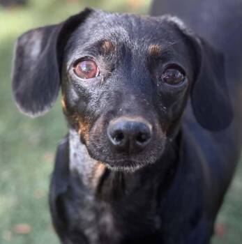 Sable -  Dachshund and Chihuahua Dog for Adoption in La Verne, California - Sable | PetCurious