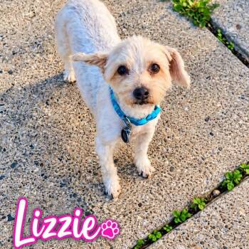 Lizzie -  Yorkshire Terrier Dog for Adoption in Westland, Michigan - Lizzie | PetCurious
